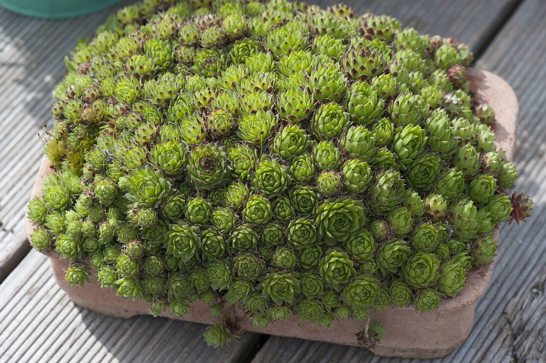 Sempervivum tectorum (houseleek, horse-heal) in terracotta box