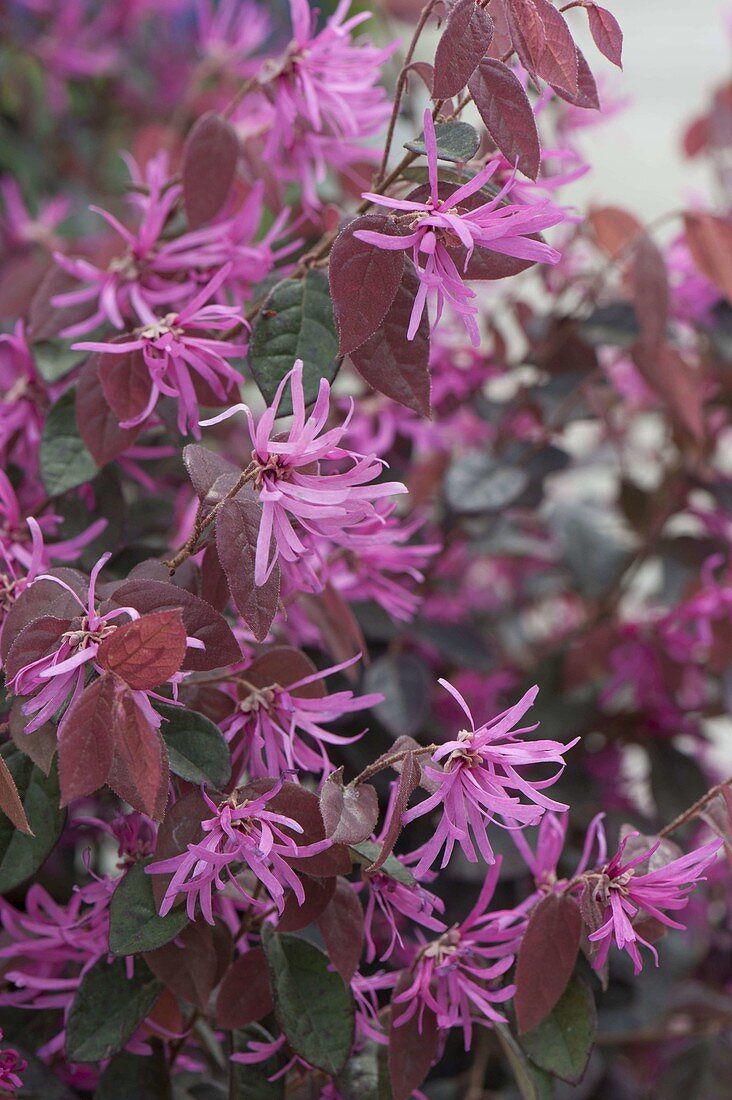 Loropetalum chinense ‘Fire Dance’, … – License image – 12190292 Image ...