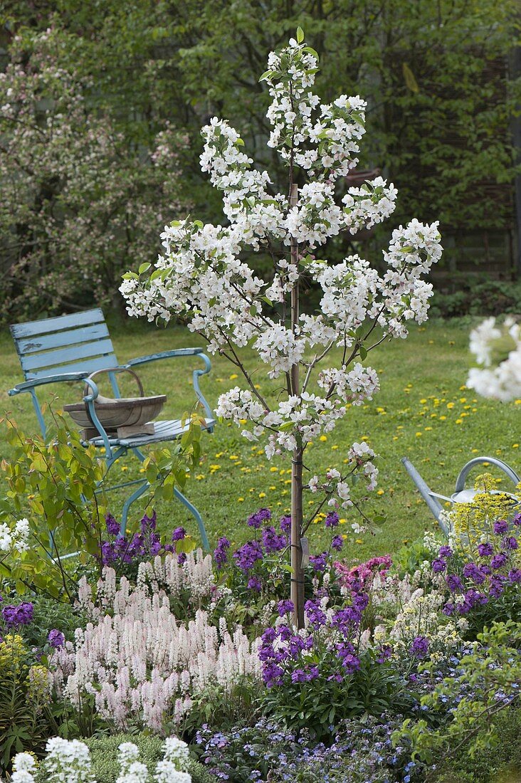 Malus 'Everste' with Tiarella 'Snow Blanket'