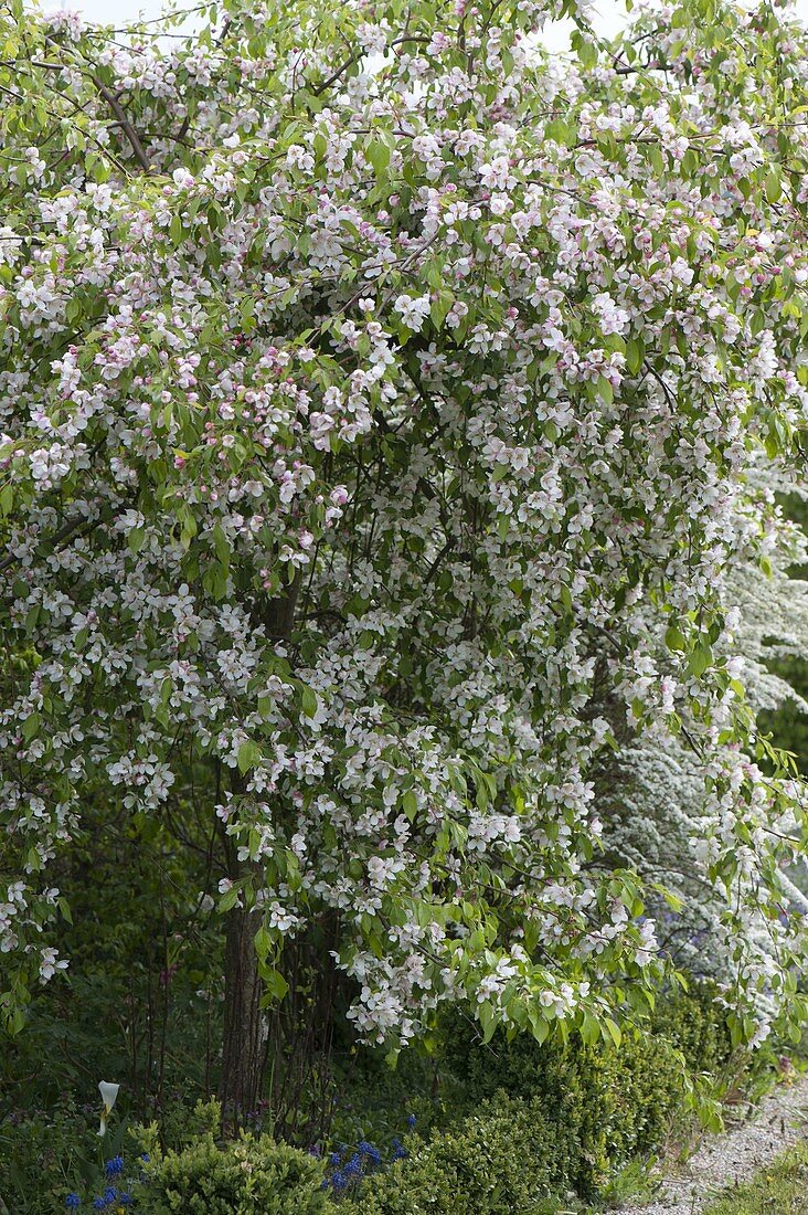 Hanging ornamental apple 'Red Jade' in bloom in the bed