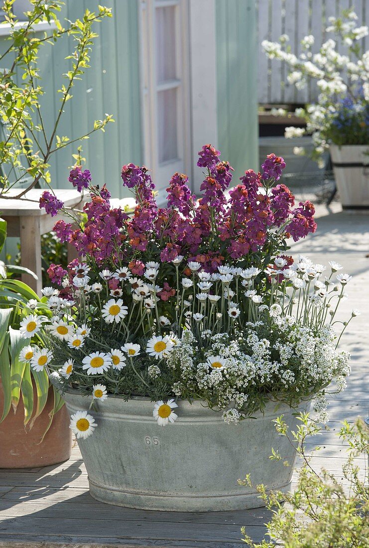 Old zinc bathtub planted with Erysimum 'Winter Orchid'