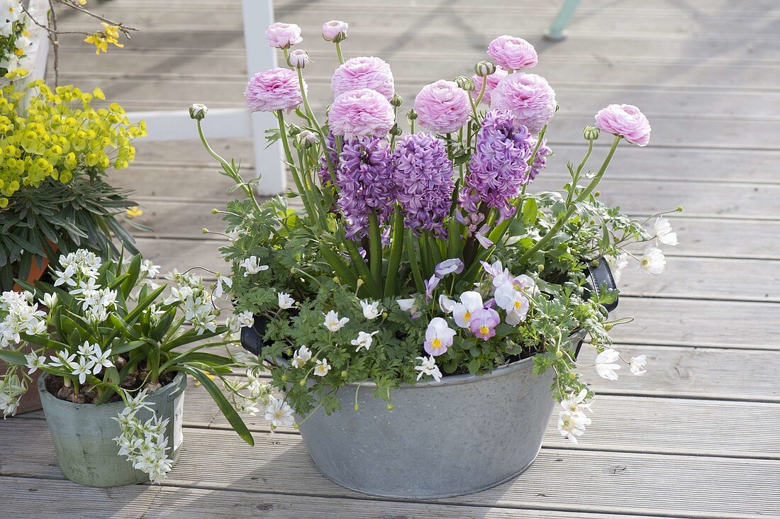 Zinkwanne rosa-weiss bepflanzt : Ranunculus (Ranunkeln), Hyacinthus