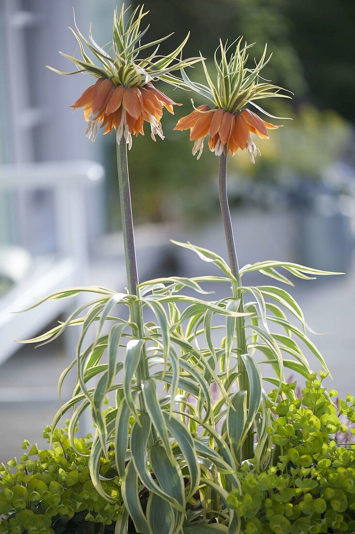 Fritillaria imperialis 'Aureomarginata' - Panacled Imperial Crown