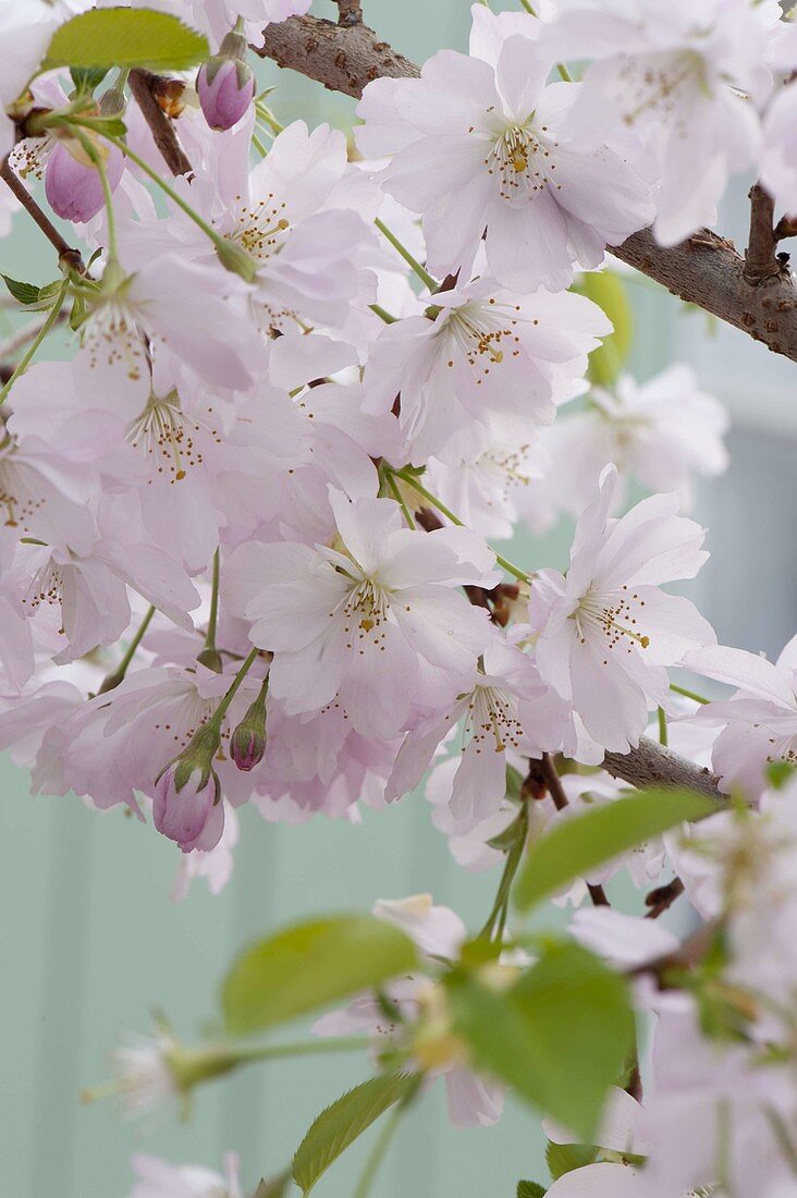 Prunus sargentii 'Accolade' (Early ornamental cherry)