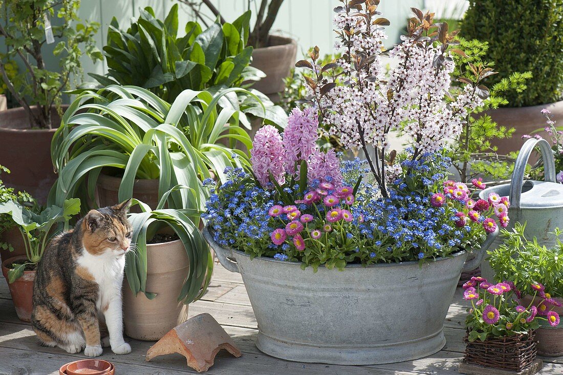 Old zinc tub planted with spring bloomers