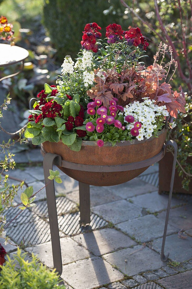 Fire bowl planted with spring bloomers