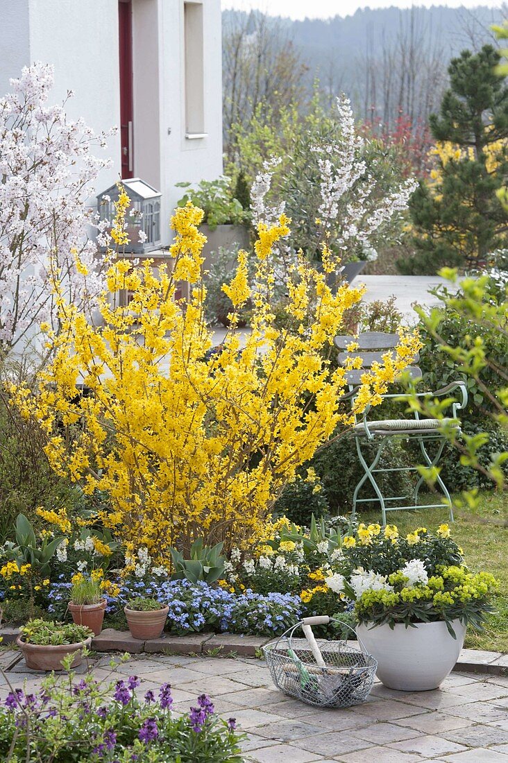 Flowerbed with Forsythia 'Lynwood Gold', Myosotis