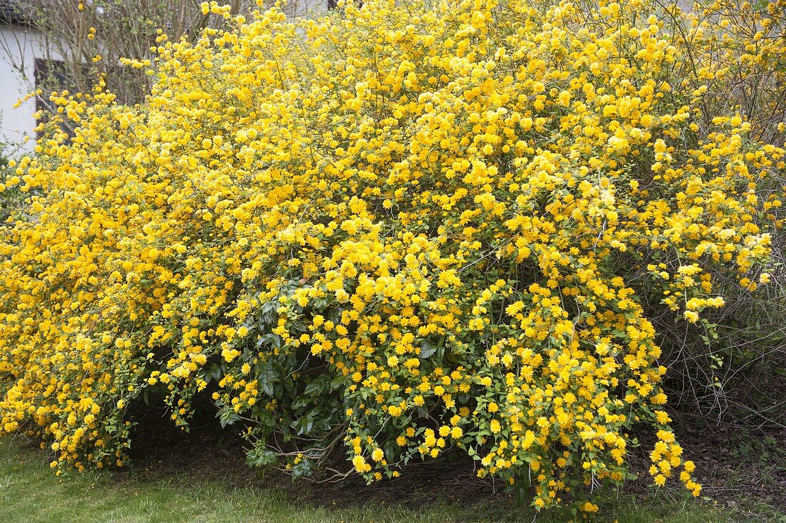 Kerria japonica 'Pleniflora' (Ranunculus Shrub)