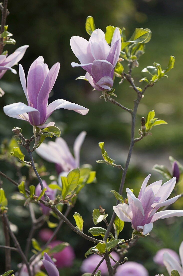 Magnolia fraseri 'Georg Henry Kern' (magnolia)