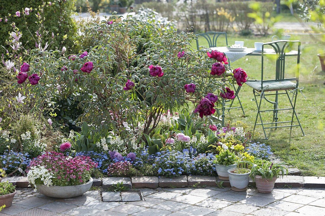 Paeonia suffruticosa (shrub peony) blooming in the garden