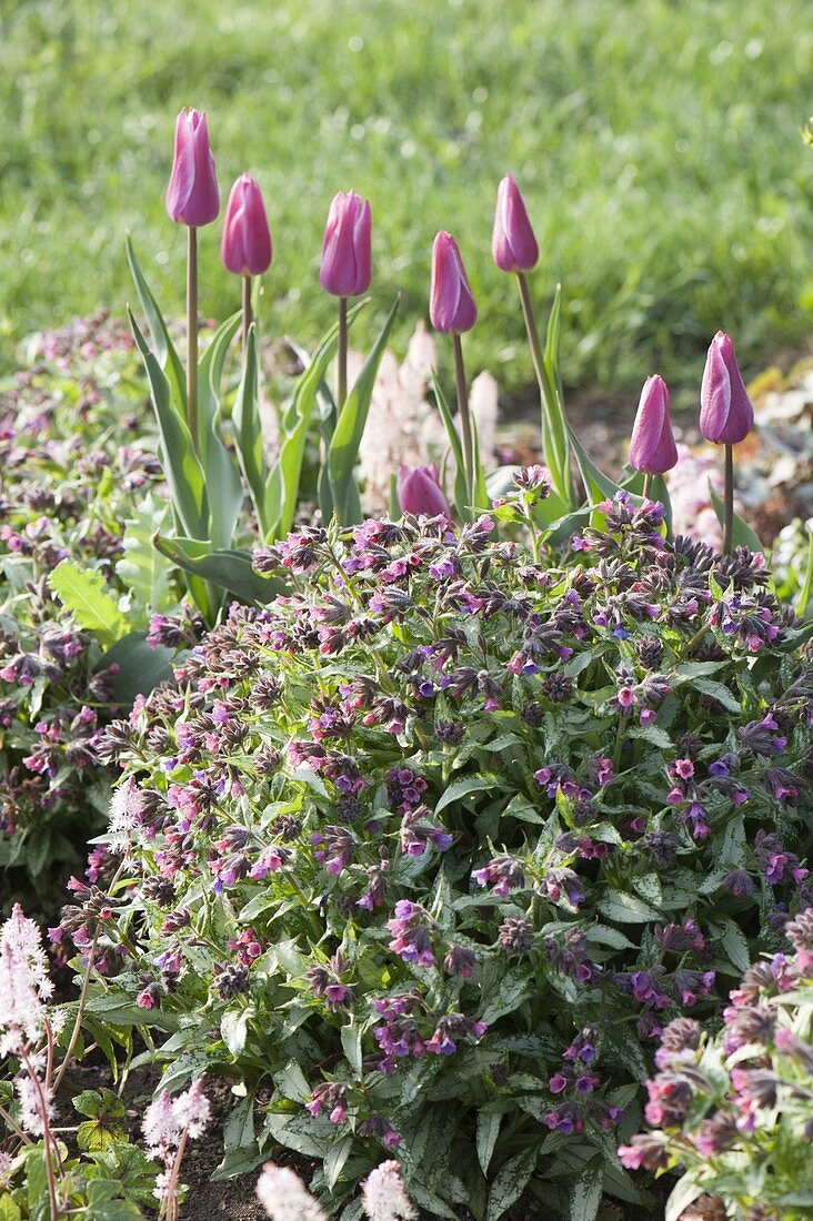 Pulmonaria 'Silver Bouquet' (Lungwort) and Tulipa (Tulip)