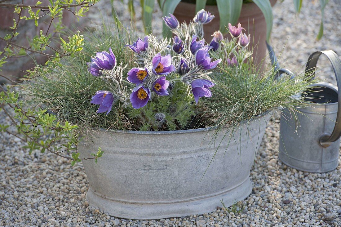 Old zinc bathtub with Pulsatilla vulgaris 'Blue Bell'