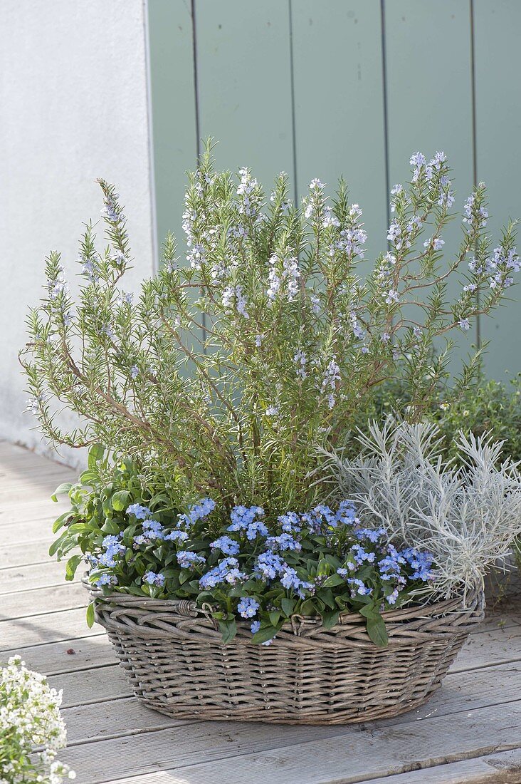 Wicker basket with rosemary (Rosmarinus), Myosotis 'Myomark'