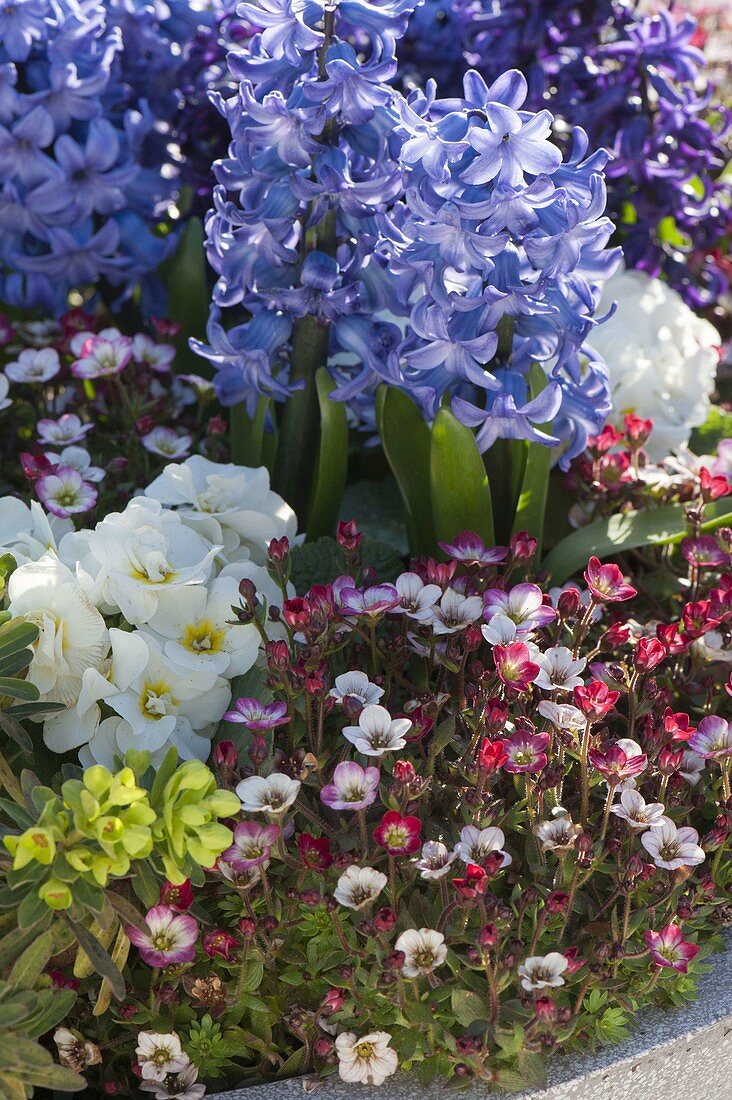 Saxifraga arendsii (Moossteinbrech), Hyacinthus orientalis (Hyazinthen)