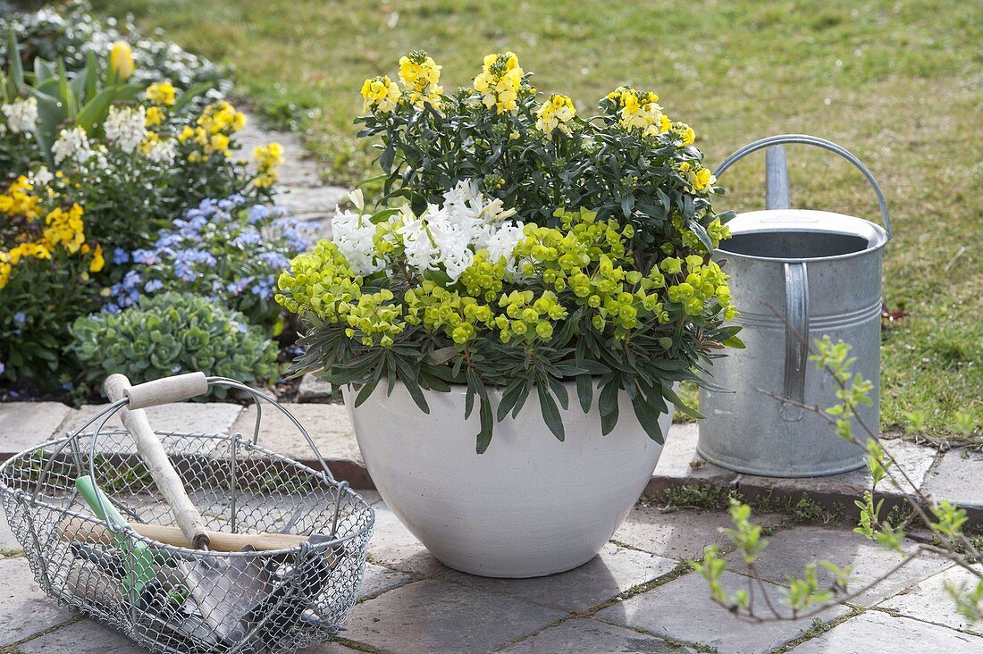 Yellow-white spring bowls