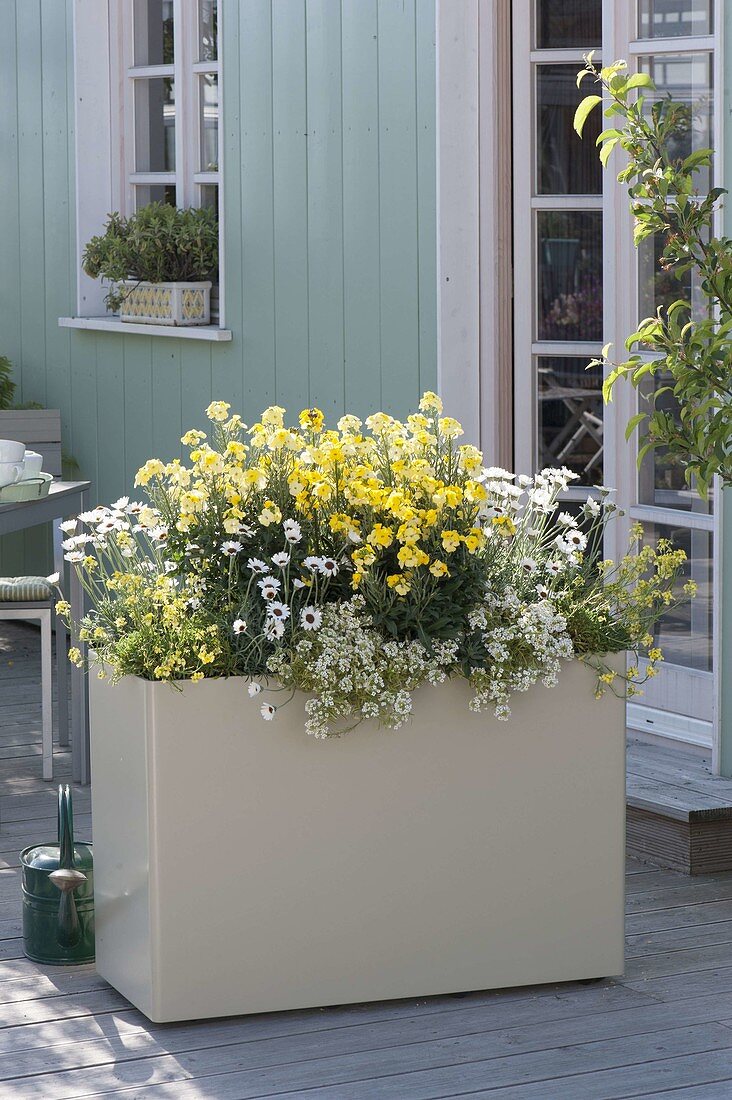 Cream box with Erysimum 'Moon Improved' 'Gold' 'Dwarf'