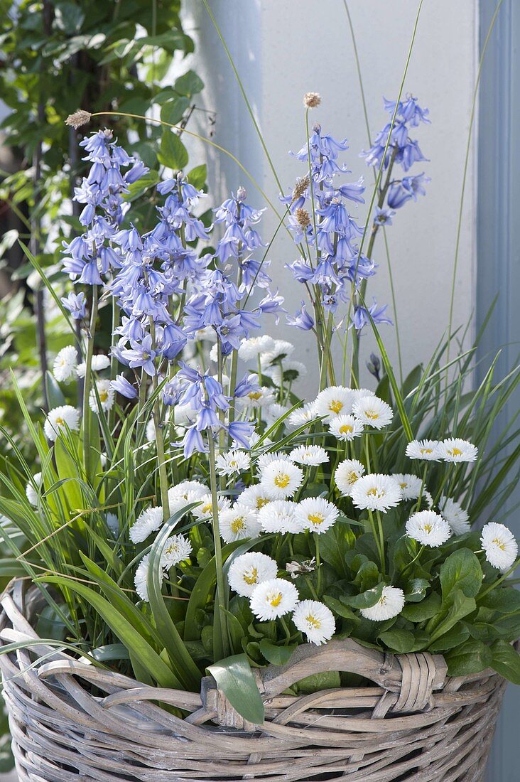 Basket with Scilla hyacinthoides, Bellis