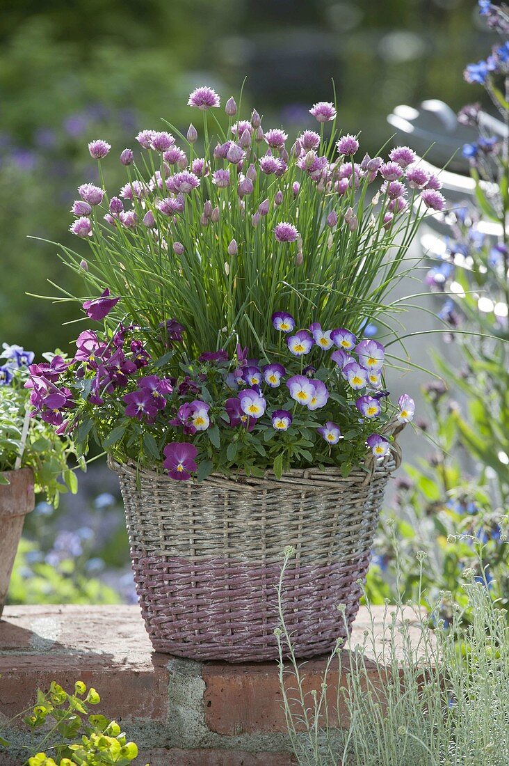 Korb mit bluehendem Schnittlauch (Allium schoenoprasum) und Viola cornuta