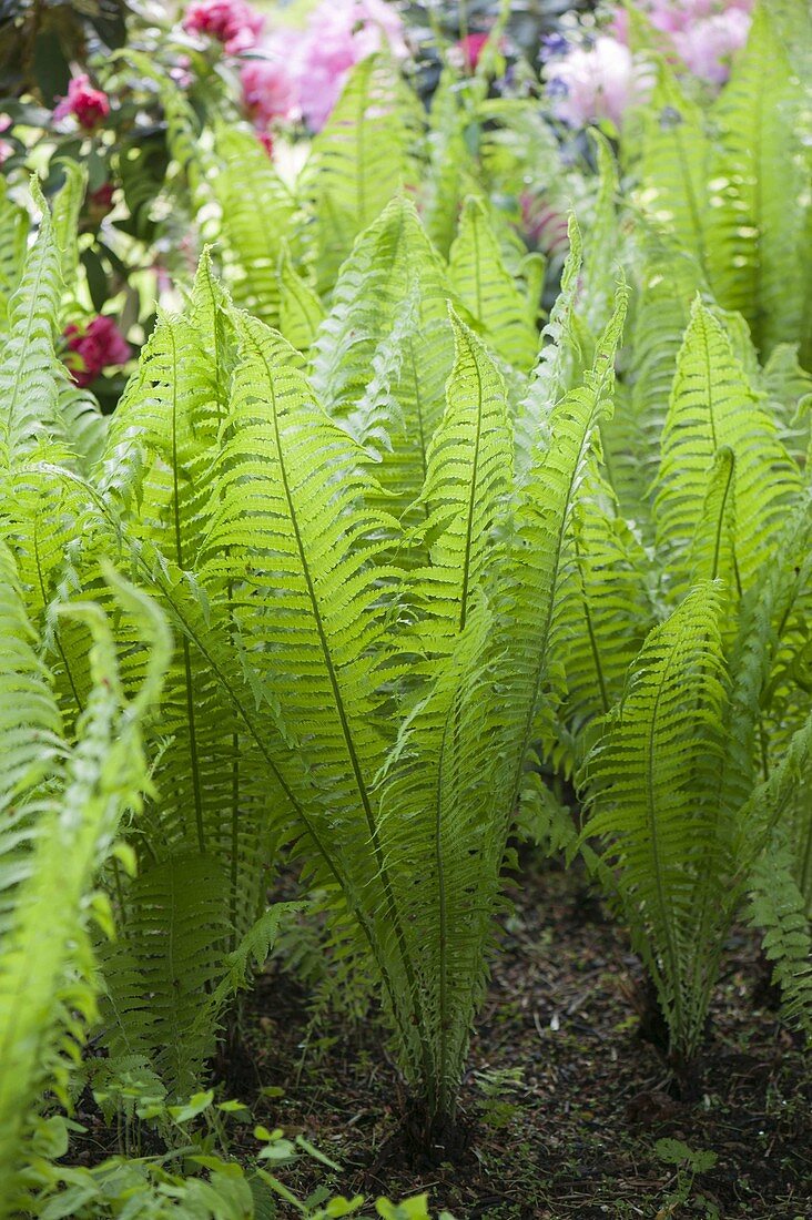 Matteuccia struthiopteris (Straussfarn)