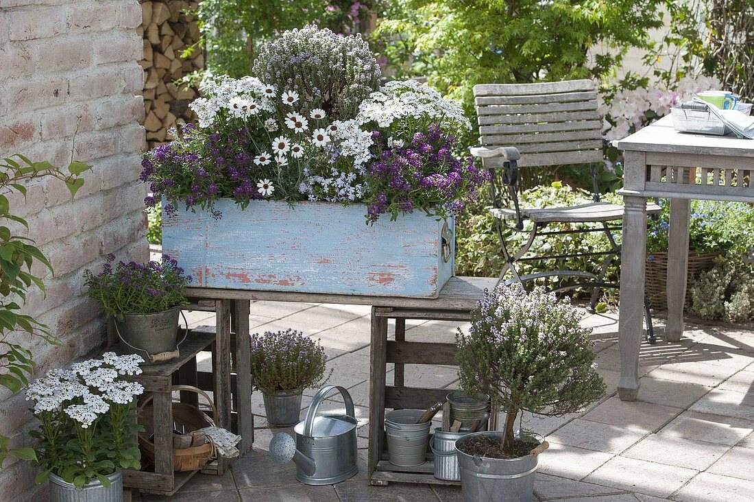 Purple and white patio verge, Lobularia 'Princess in Purple'