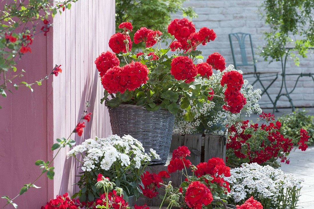 Red and White Early Summer Terrace Pelargonium, Iberis 'Snowball'