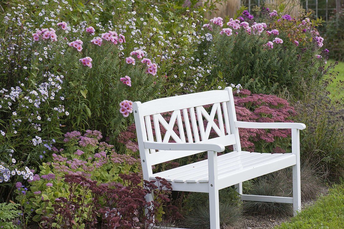 weiße Holzbank am Herbstbeet mit Aster (Herbstastern) und Sedum telephium