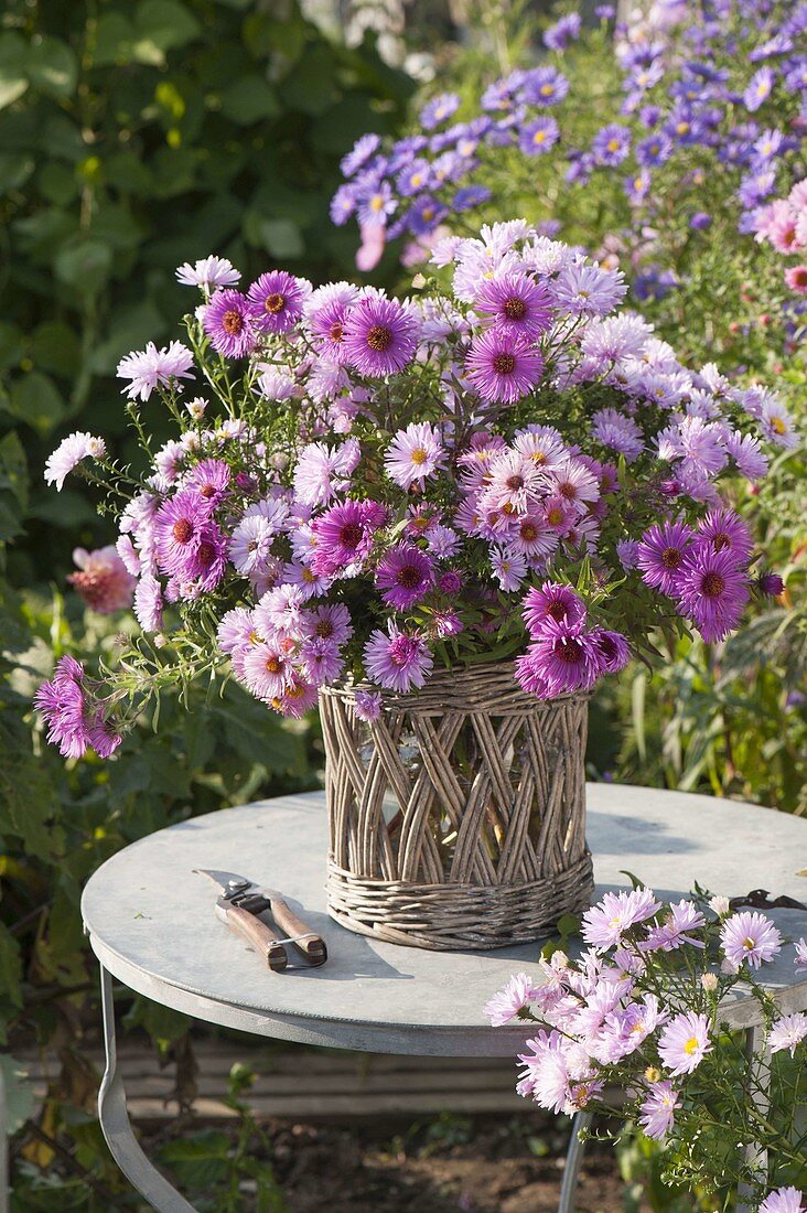 Roses, pink autumn bouquet of aster (white wood aster) in basket vase