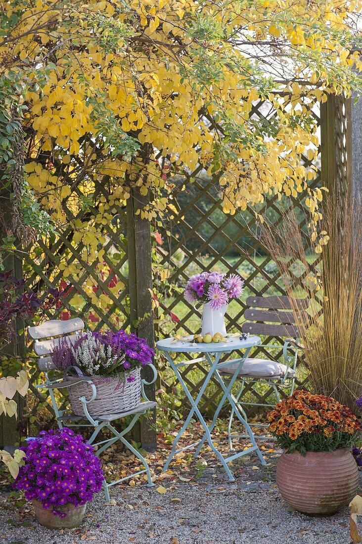 Small seating place under celastrus in yellow autumn color