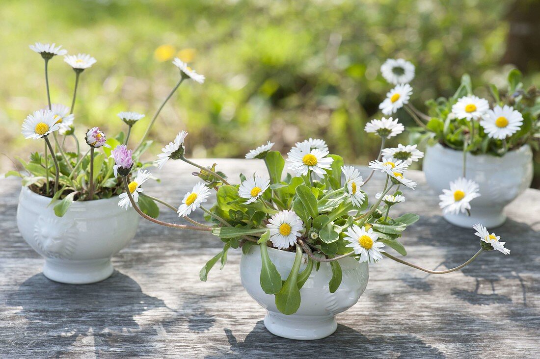 Maiengrün, Bellis perennis (Daisies) in soup bowls