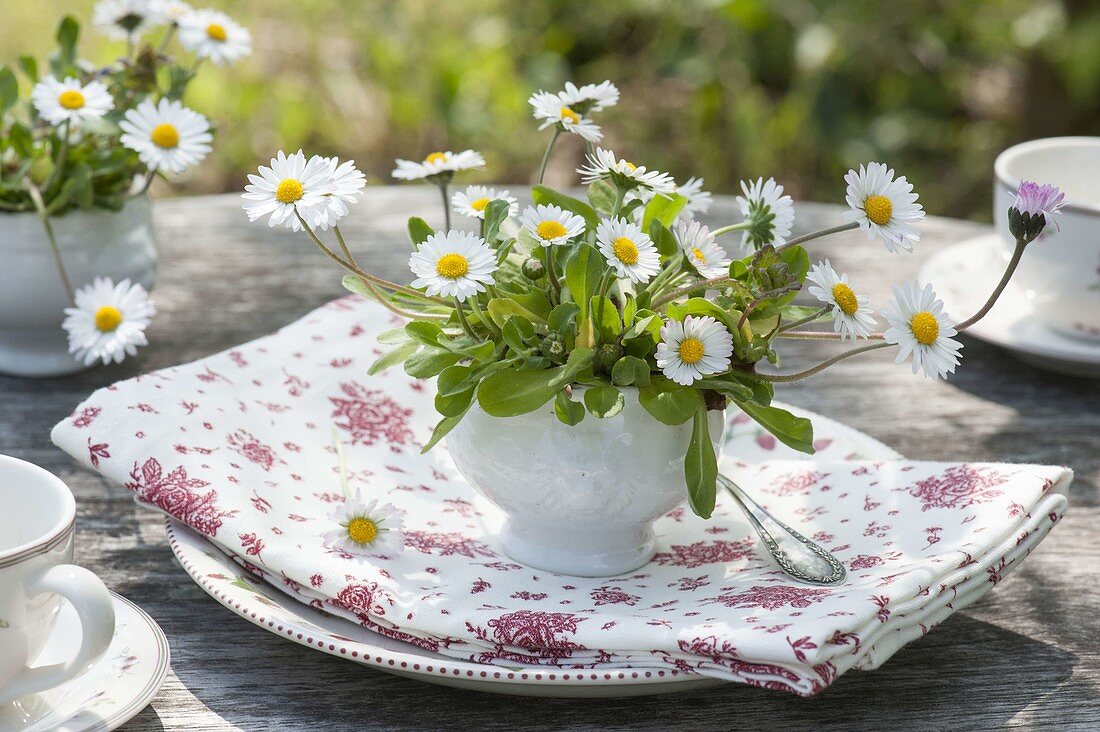 Maiengrün, Bellis perennis (Daisies) in soup cup