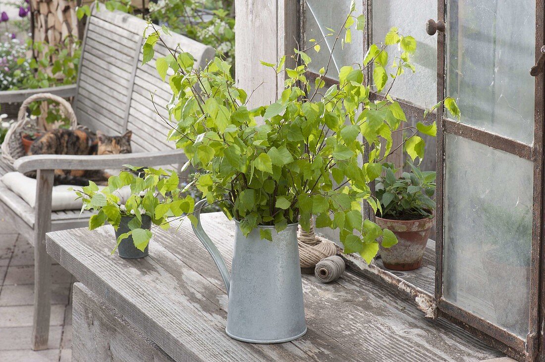 Maiengrün, betula (birch) twigs bouquet in zinc can