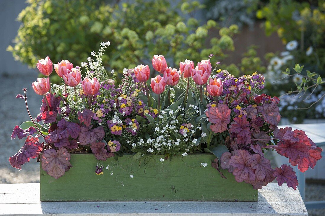 Grüner Holzkasten mit Tulipa 'Princess Irene' (Tulpen) , Heuchera 'Berry