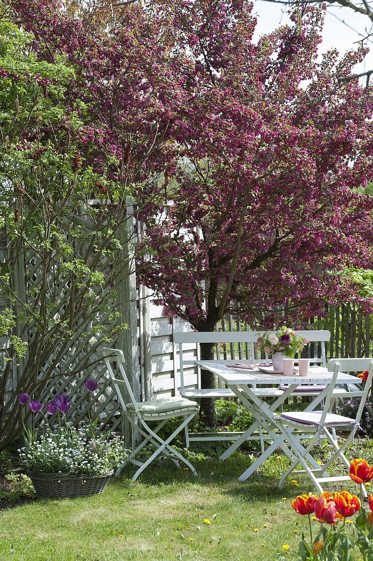 weiße Sitzgruppe unter Malus 'Scarlet' (Zierapfel) mit roten Blüten