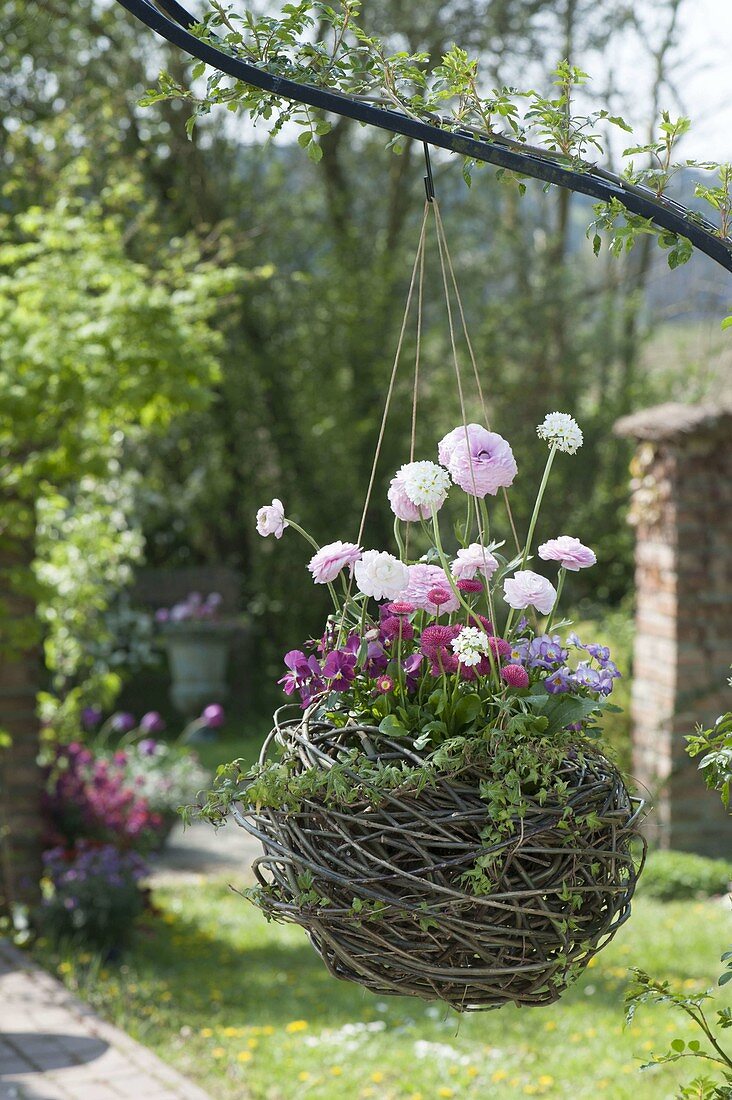 Willow ball planted in hanging basket, Ranunculus, Bellis