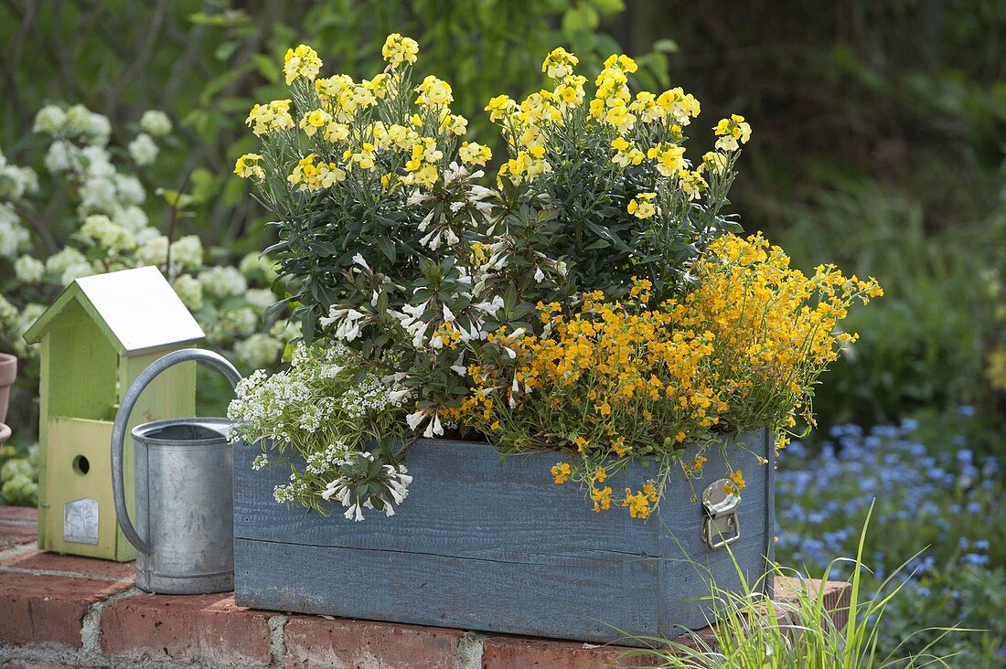 Blue wooden box with Weigelia 'Black & White', Erysimum