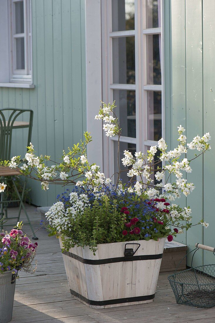 White wooden planter with Exochorda (wheel spar, showy spar)