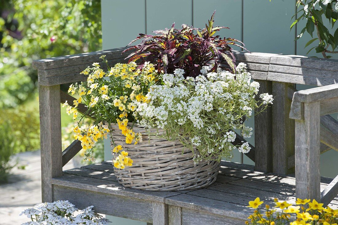 Basket with Solenostemon 'Cocoa Mint' (coloured nettle), Lobularia 'Primavera'.