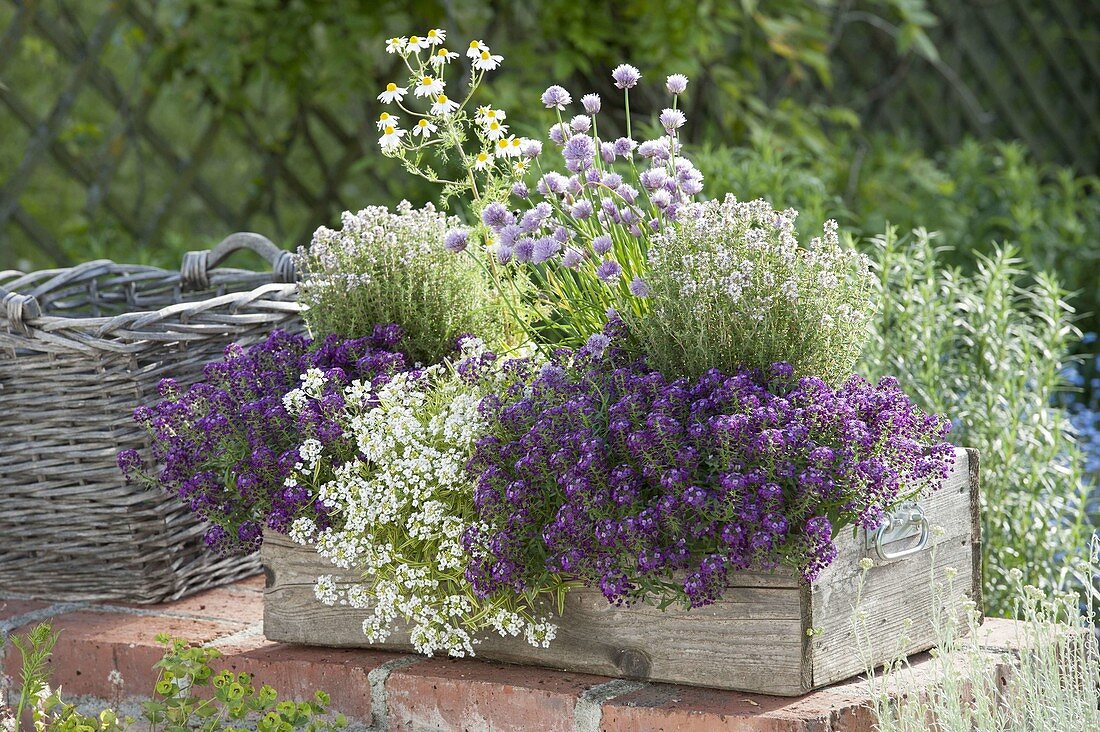 Wooden box planted with Lobularia 'Princess in Purple', 'Primavera Princess' (scented stonewort)