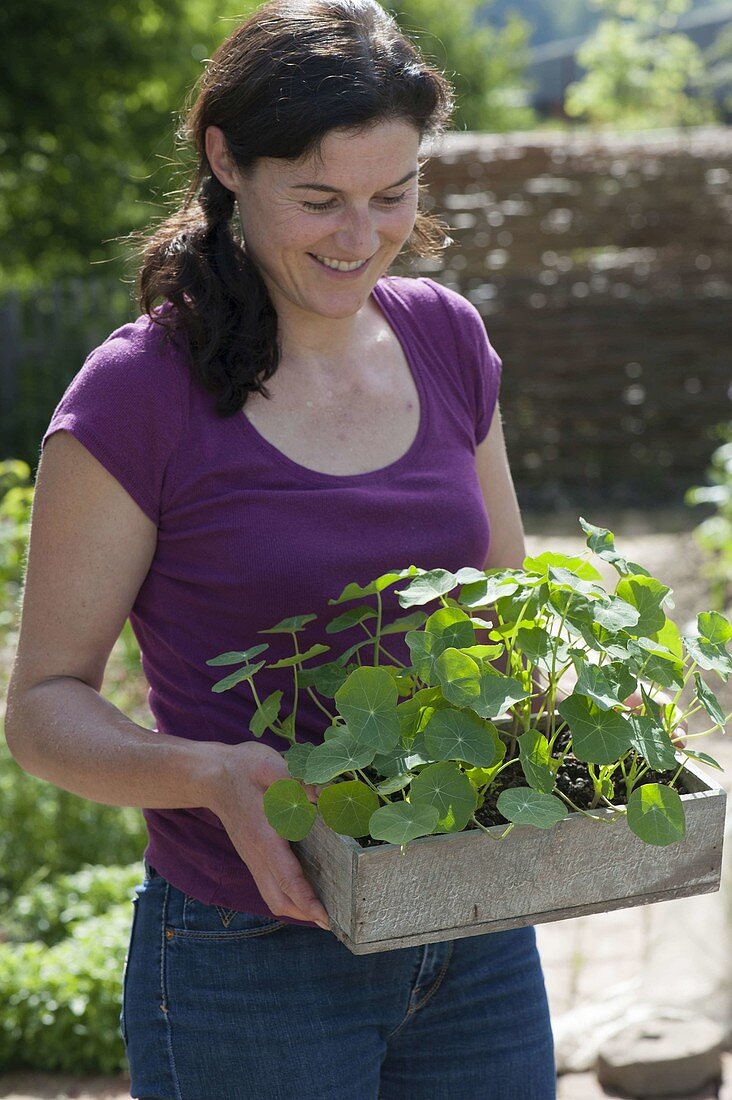 Frau mit Jungpflanzen von Tropaeolum (Kapuzinerkresse) in Holzkistchen