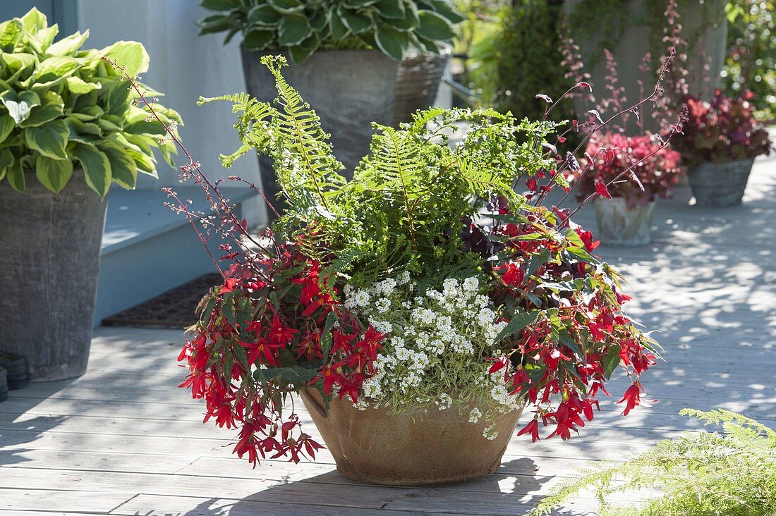 Bowl with Begonia boliviensis 'Red' (Haengebegonie), Lobularia 'Primavera'.