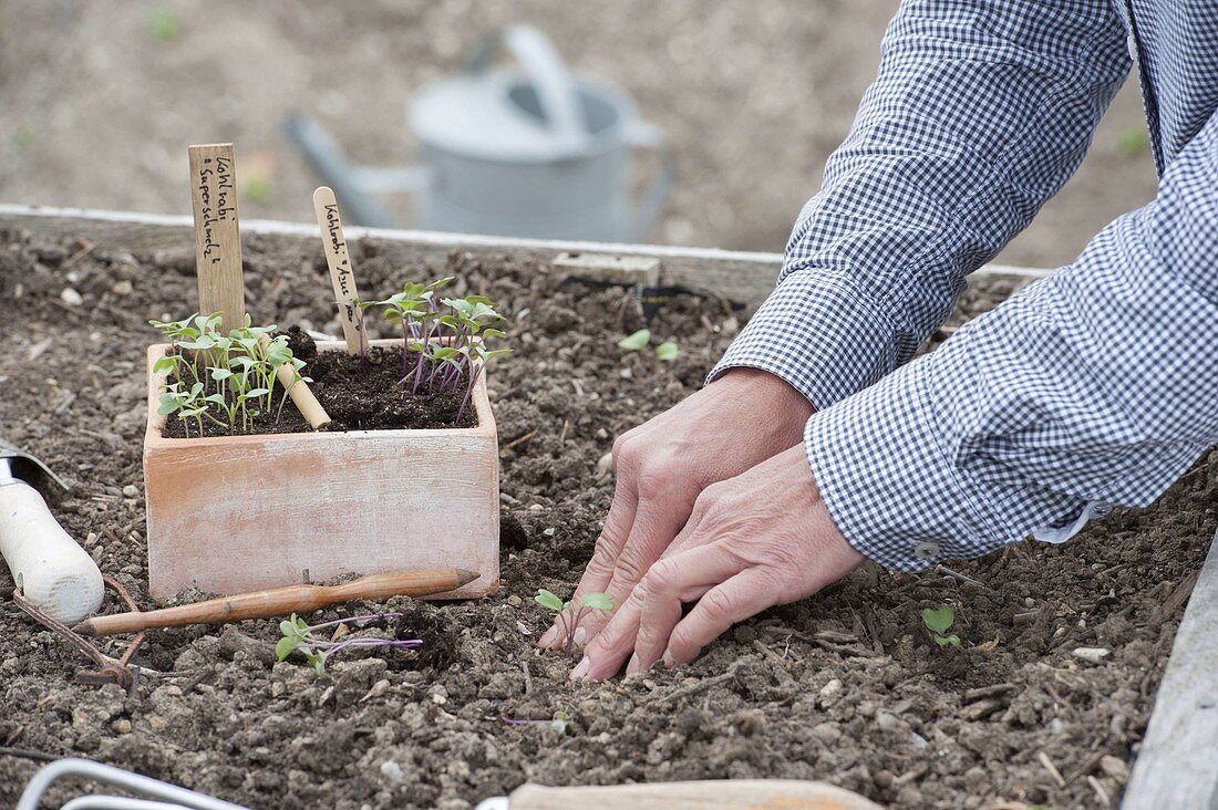 Plant kohlrabi and salad seedlings in the raised bed