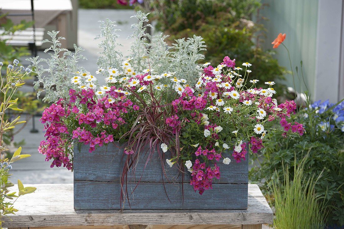 Blue wooden box with Nemesia 'Raspberry', Argyranthemum