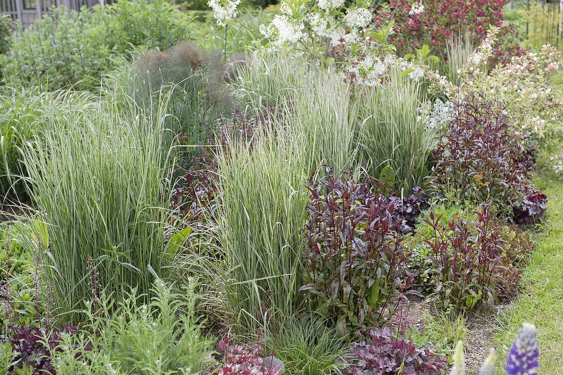 Calamagrostis x acutiflora 'Overdam' (Gestreiftes Reitgras)