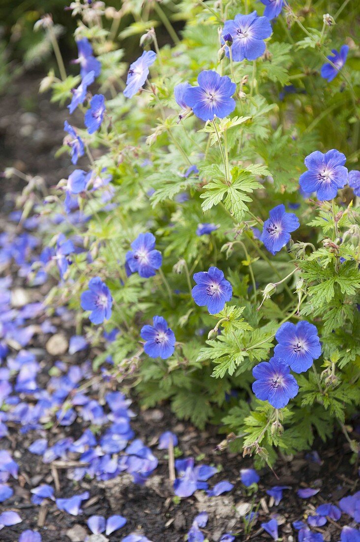 Geranium himalayense 'Gravetye' Himalayan Cranesbill