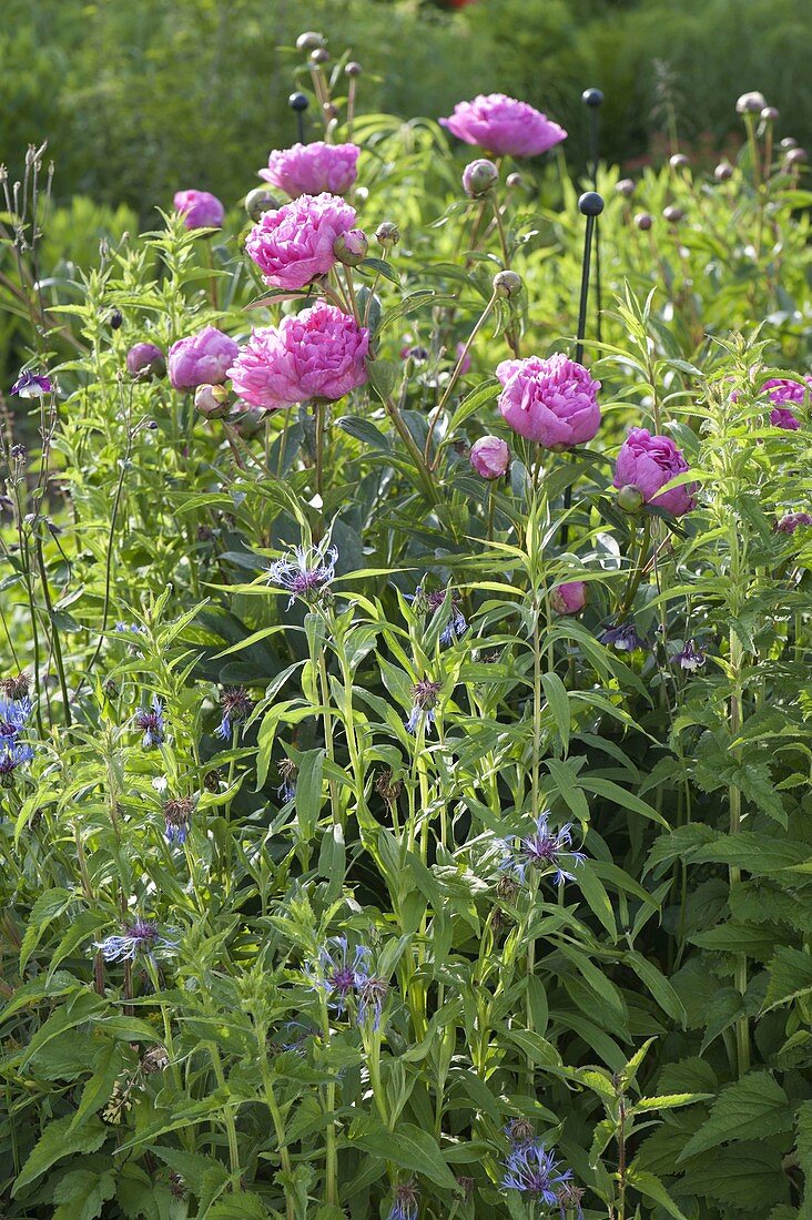 Flowering Paeonia in the perennial garden, Centaurea montana