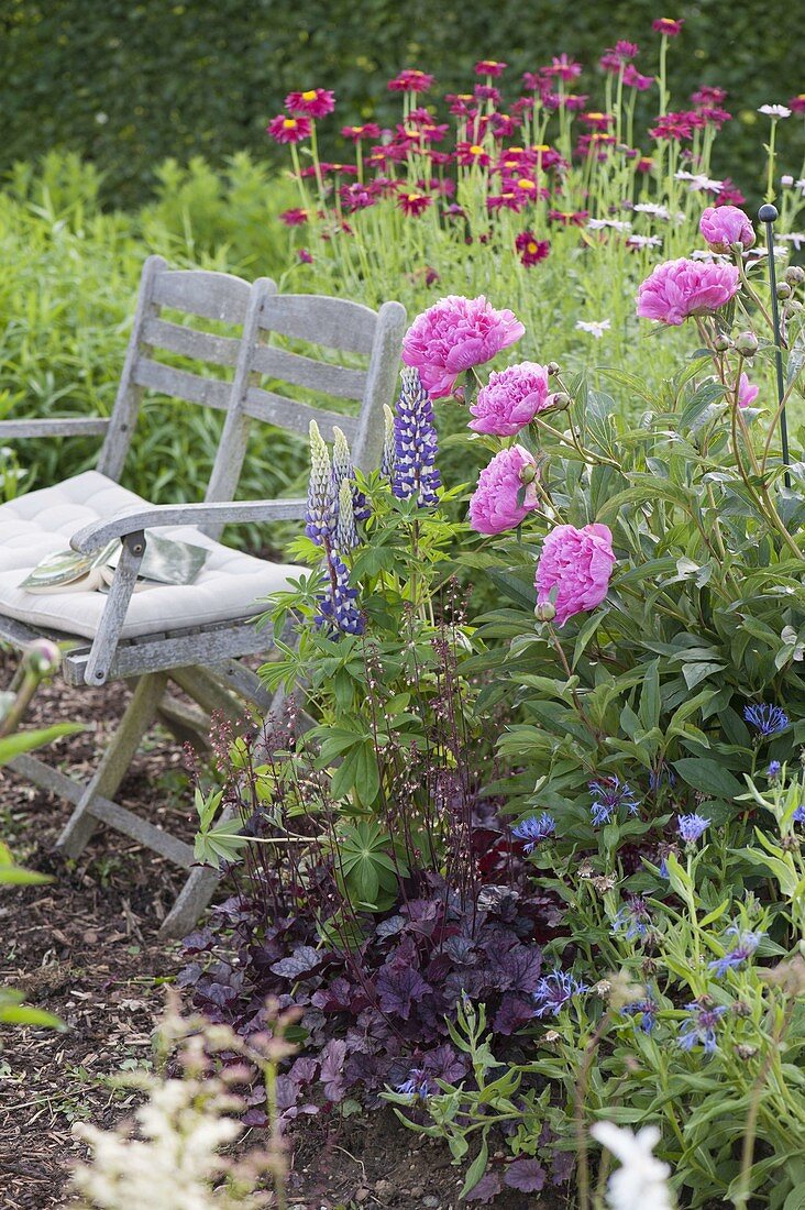 Flowering Paeonia in the perennial garden, Centaurea montana