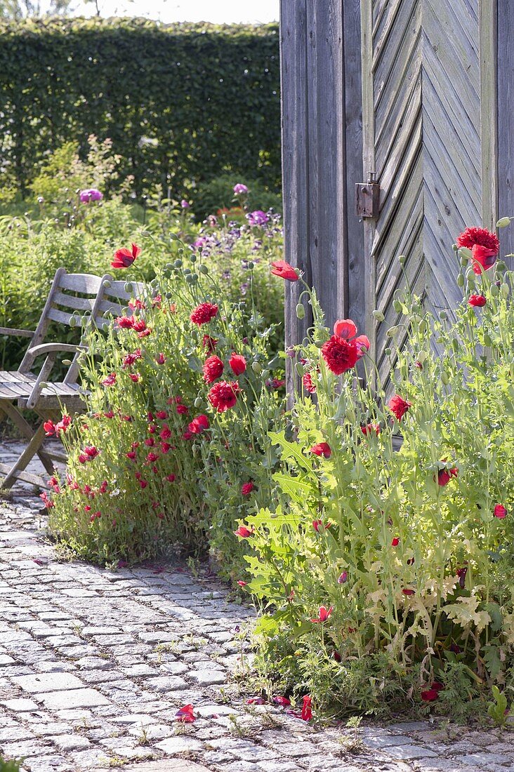 Papaver somniferum (opium poppy) with red flowers