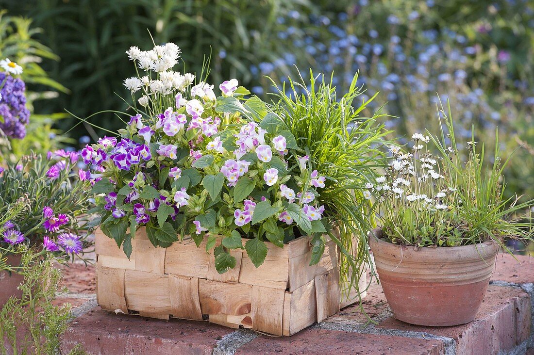 Spankorb mit Schnittlauch 'Corsican White' (Allium schoenoprasum),Tourenia