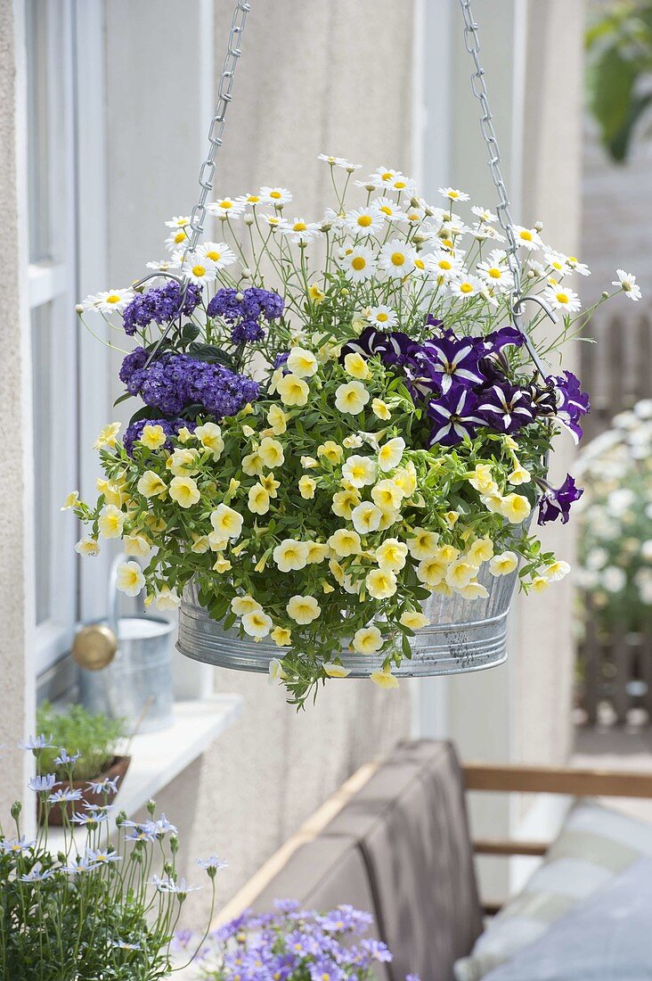 Zinc tub as hanging planter with Calibrachoa