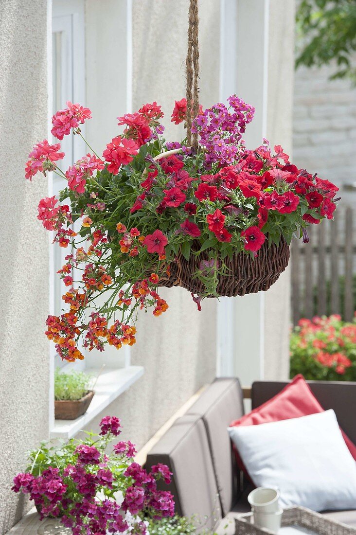 Wicker basket planted as a flower basket with Nemesia, Pelargonium